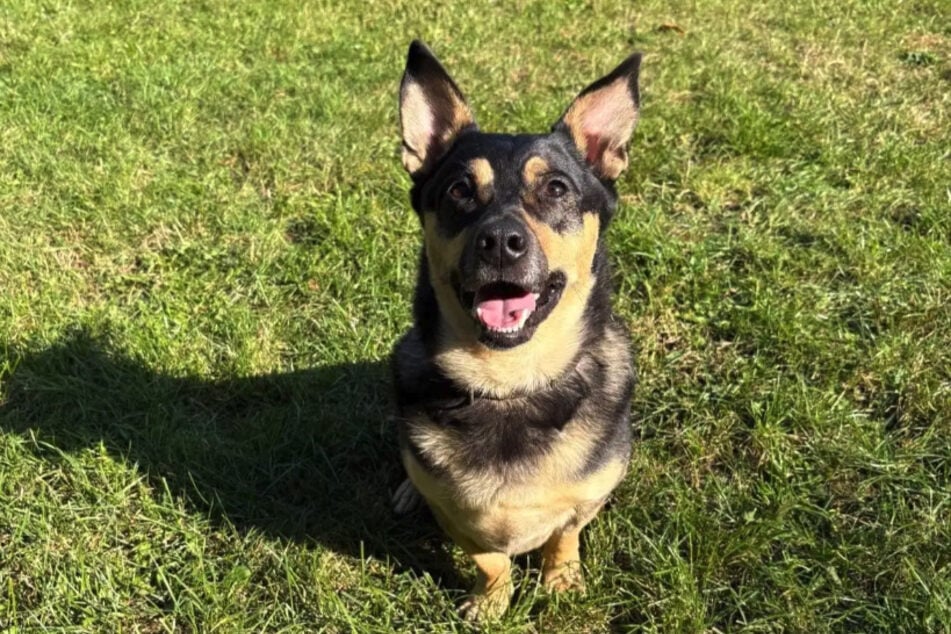 Rocky rád hraje a hledá svou novou rodinu.