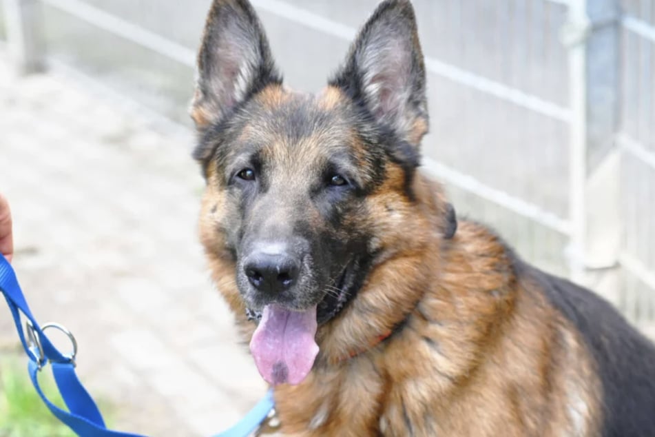 Schäferhund Rio (7) hat sein altes Zuhause verloren.