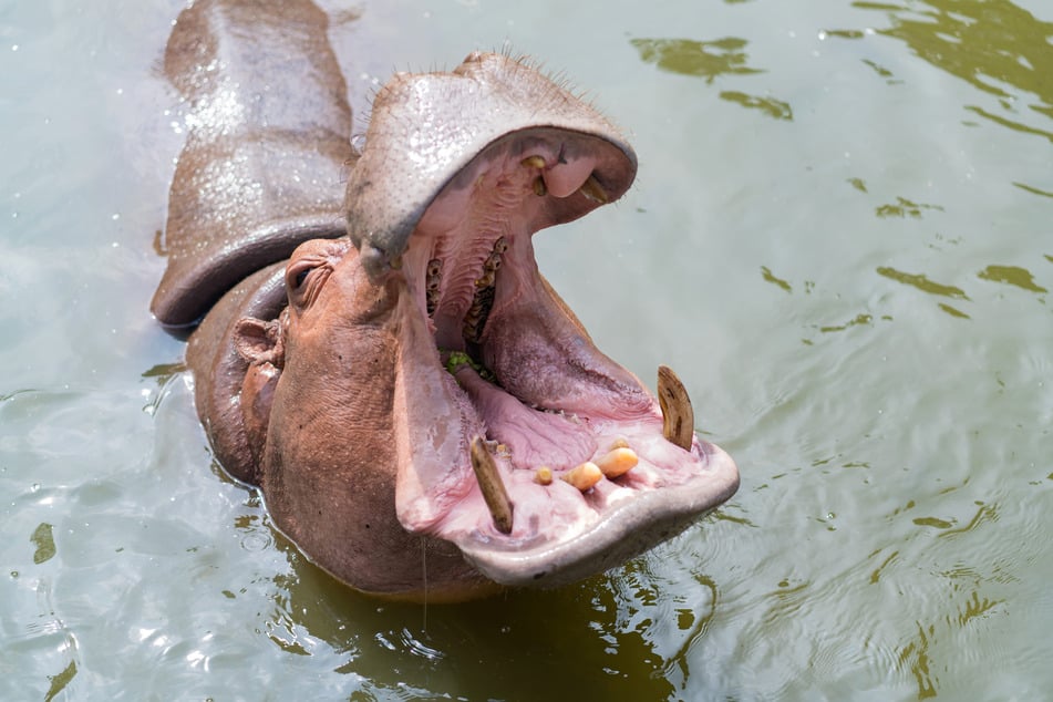 Ein Nilpferd versetzte in Botswana mehrere Touristen in Angst und Schrecken. (Symbolfoto)