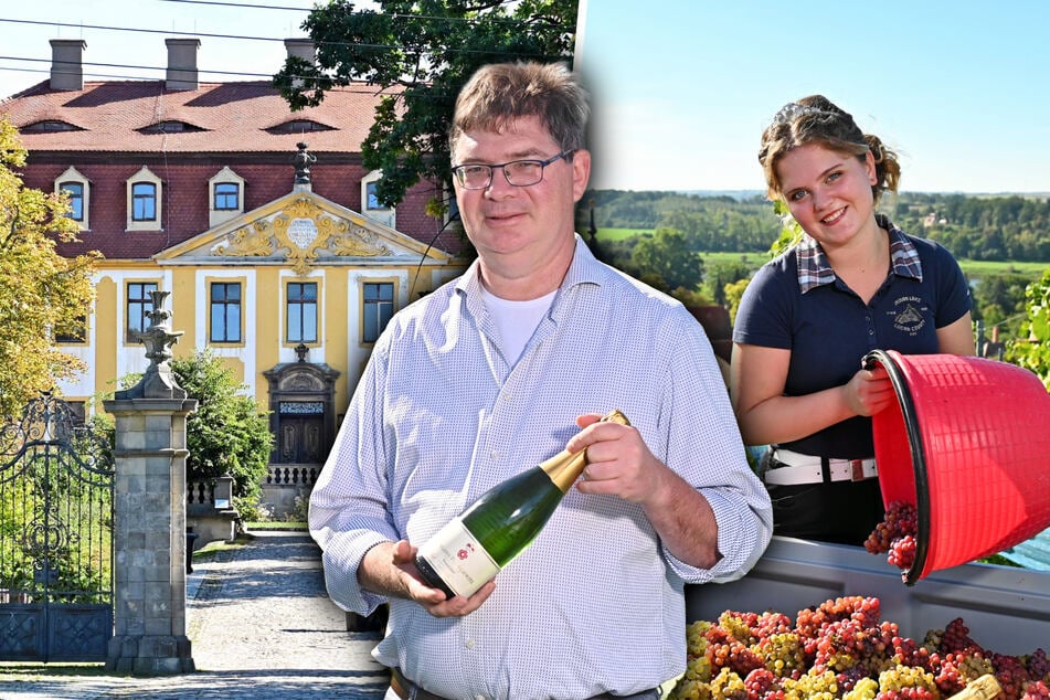 Auslese-Finale am Schloss Proschwitz: Extreme Hitze hat Trauben verändert
