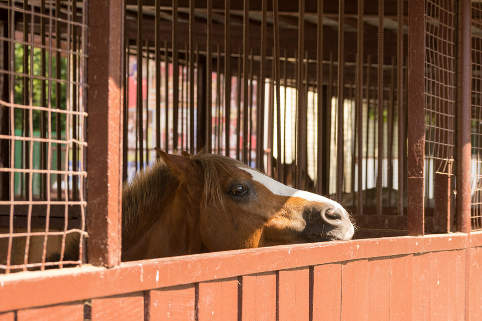 The mare was lured out of her stall early in the morning. Then the unthinkable happened (stock image).