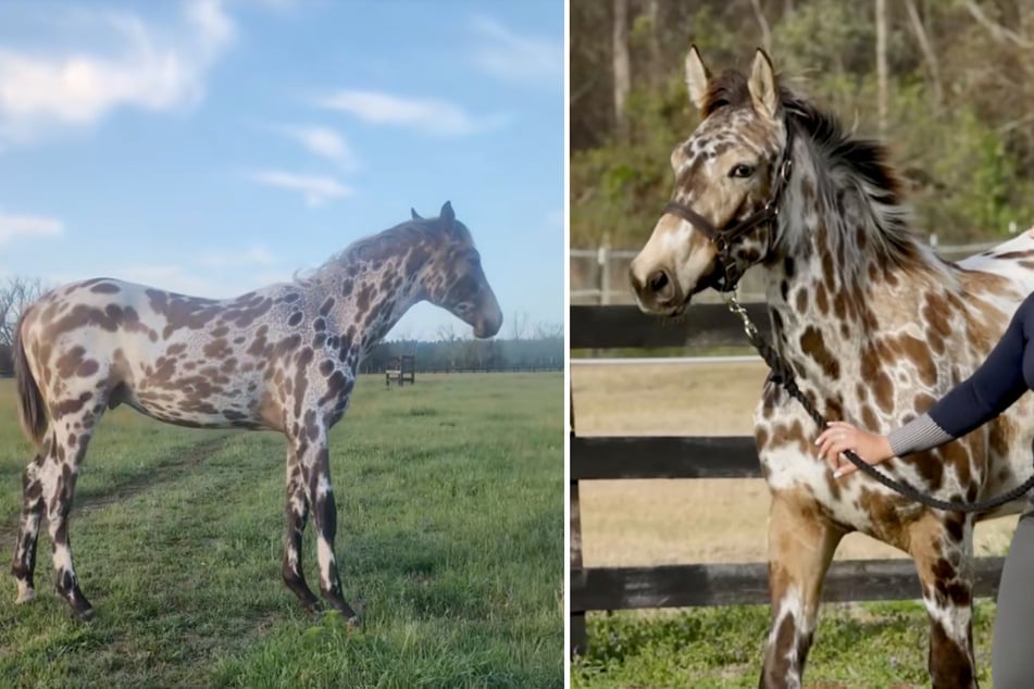 Jumanji wurde mit einer faszinierenden Fellmusterung geboren, die als "Buckskin-Leopard" bezeichnet wird.