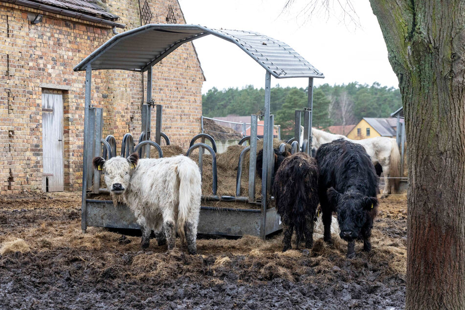Die Kühe, die überlebt haben, werden jetzt vom Tierarzt genauer untersucht.