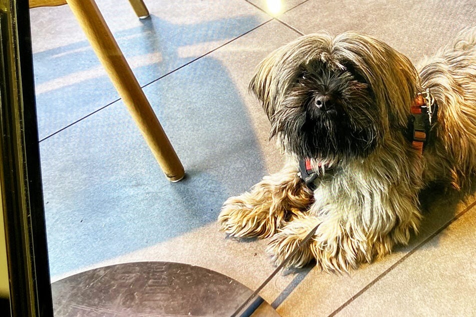 Die Polizei veröffentlichte zunächst dieses Foto von dem in Koblenz entführten "Shih Tzu"-Hund.