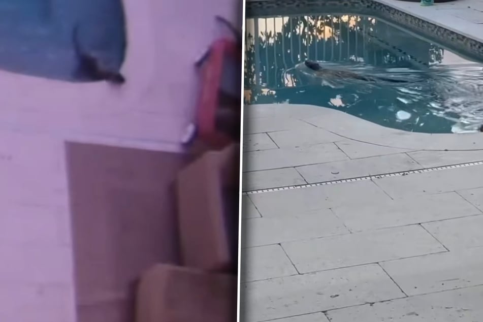 Was schwimmt denn da für ein Tier im Pool. Man muss schon genau hinschauen, um es zu erahnen.