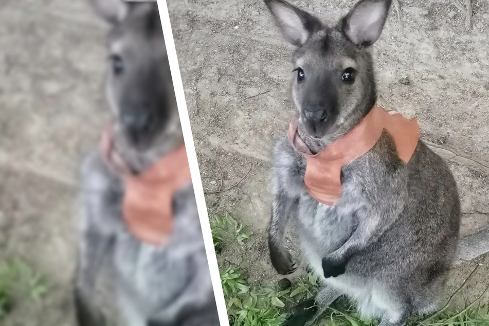Wo ist Känguru Jack? Zoo sucht kleinen Ausreißer und bittet um Mithilfe