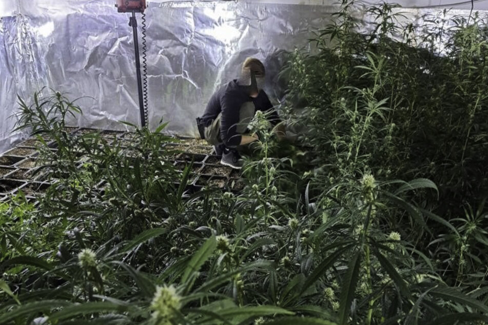 Die Polizei konnte drei Männer aus den Niederlanden festnehmen, die bundesweit und in großem Stil beim Aufbau illegaler Cannabisplantagen geholfen haben sollen.