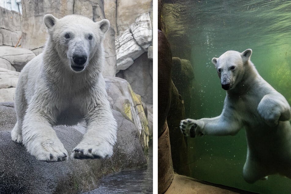 Mit ihrer aufgeweckten Art hat Anouk die Besucher und Besucherinnen des Tierparks Hagenbeck stets um den Fingern gewickelt.