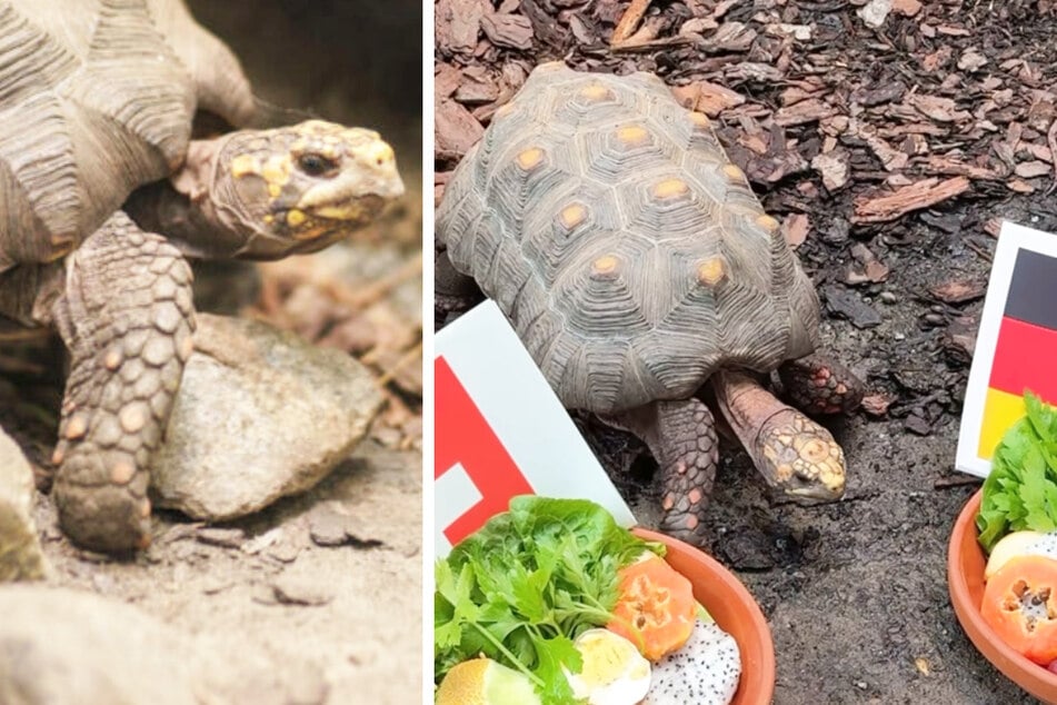 Orakel Goliath sagt EM-Sieger vorher: Weise Schildkröte will aber mehr