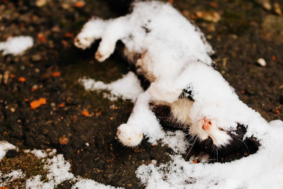 In China hat ein Kätzchen einen Wintersturm fast nicht überlebt. (Symbolbild)