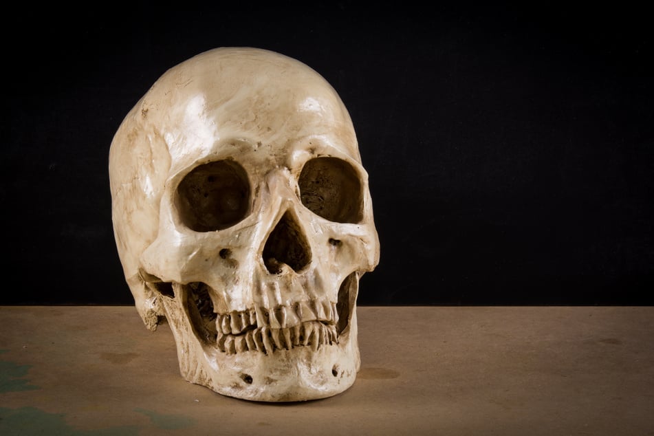 Bei dem verschwundenen Stück handelt es sich um einen Schädel eines indigenen Menschen aus Australien. (Symbolbild)
