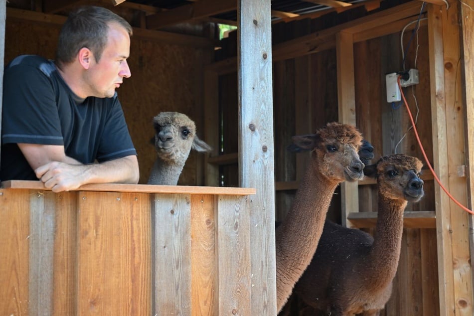 Alpakafan Patrick Stellmach kämpft um seine Tiere.