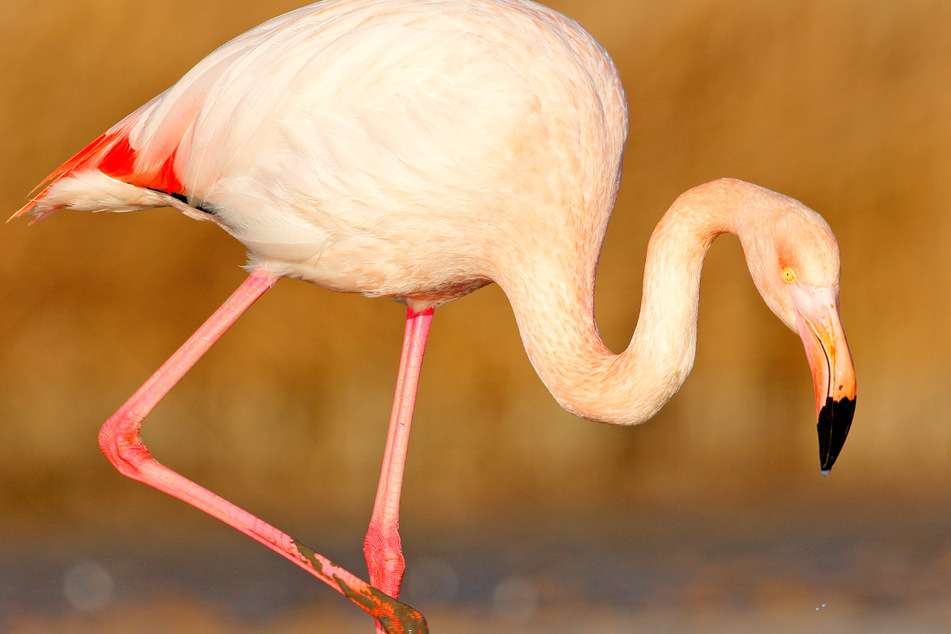 Flamingos dürfen in Deutschland zwar gehalten werden, müssen aber mindestens zu fünft sein, sie sind Gruppentiere.