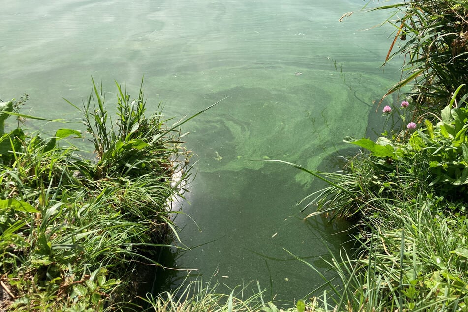 Wenn das Wasser so aussieht, solltet Ihr nicht mehr baden. In Hessen wurden Warnungen für mehrere Gewässer ausgesprochen.