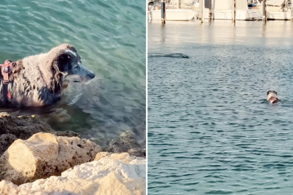 Hündin Ohana sollte im Wasser eine magische Begegnung machen.