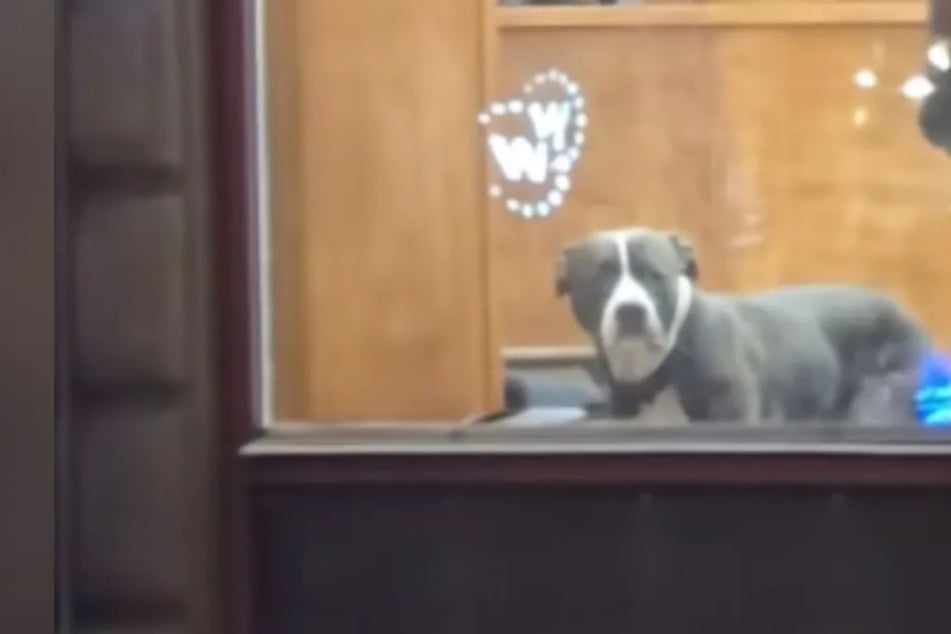 Hund bricht beim Friseur alle Herzen: "Dachte, ich hätte ihn zurückgelassen"