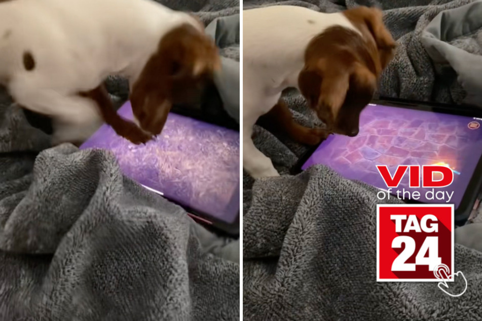 viral videos: Viral Video of the Day for September 28, 2023: Dog becomes "iPad kid" with gaming fun