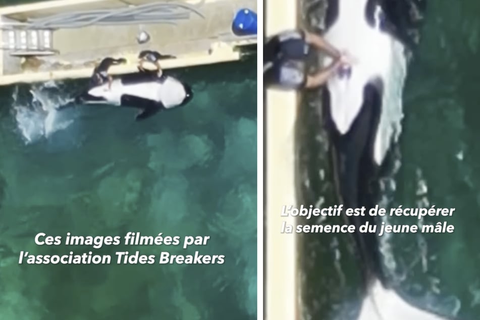 In einem geschlossenen Meereszoo in Frankreich wird ein Orca jeden Monat sexuell stimuliert.