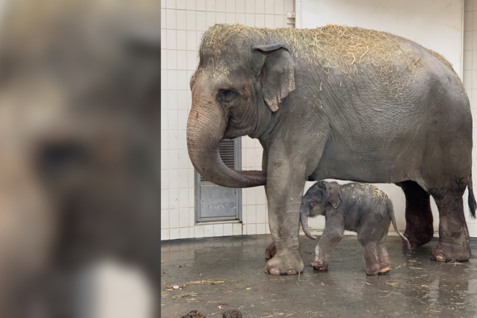 Elefantenkuh Temi steht im Tierpark Hellabrunn neben dem kleinen "Otto".