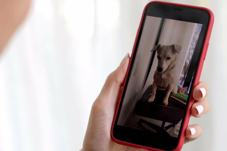 DogPhone lets pooches actually video call their owners (stock image).