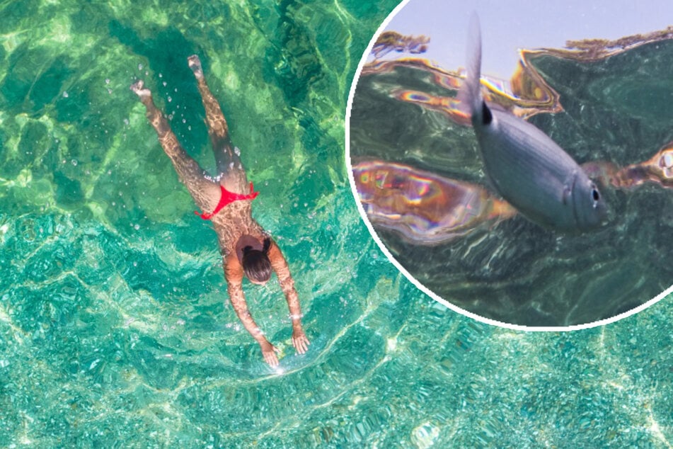 Beißende Fische terrorisieren Mallorca-Urlauber