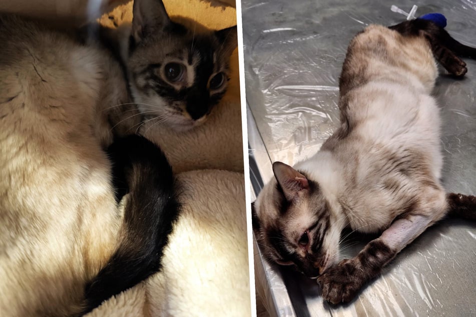 Todkranke Katze sollte eingeschläfert werden, jetzt braucht Akina ein Weihnachts-Wunder