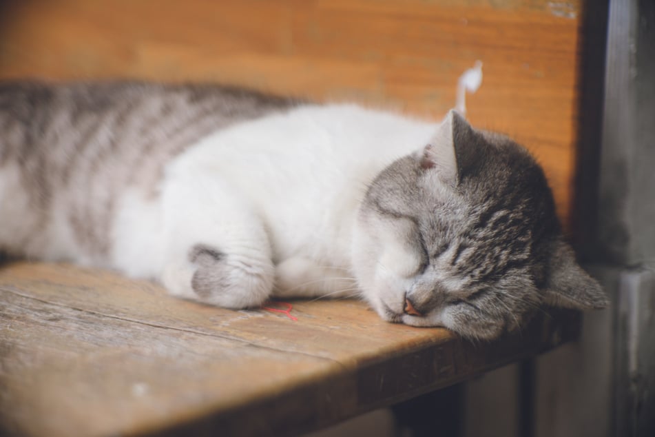 Ein schlafender Kater brachte im Netz viele Herzen zum Schmelzen. (Symbolbild)