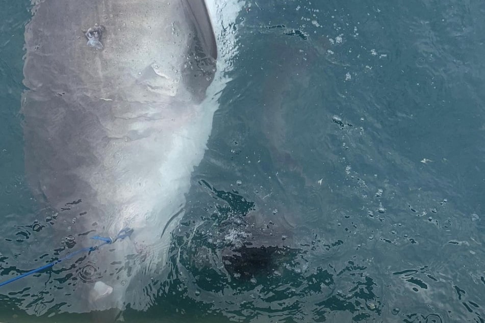 Tiger shark blows scientists' minds by throwing up spiky snack!