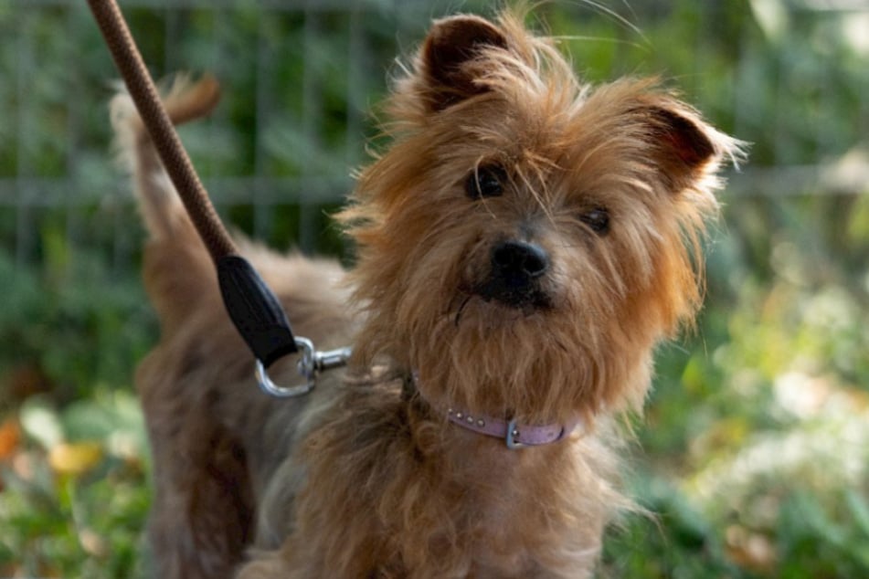 Dobby landete als Fundhund bei den Troisdorfer Tierrettern und war bei seiner Ankunft in keinem guten Zustand. Das sieht inzwischen zum Glück anders aus!