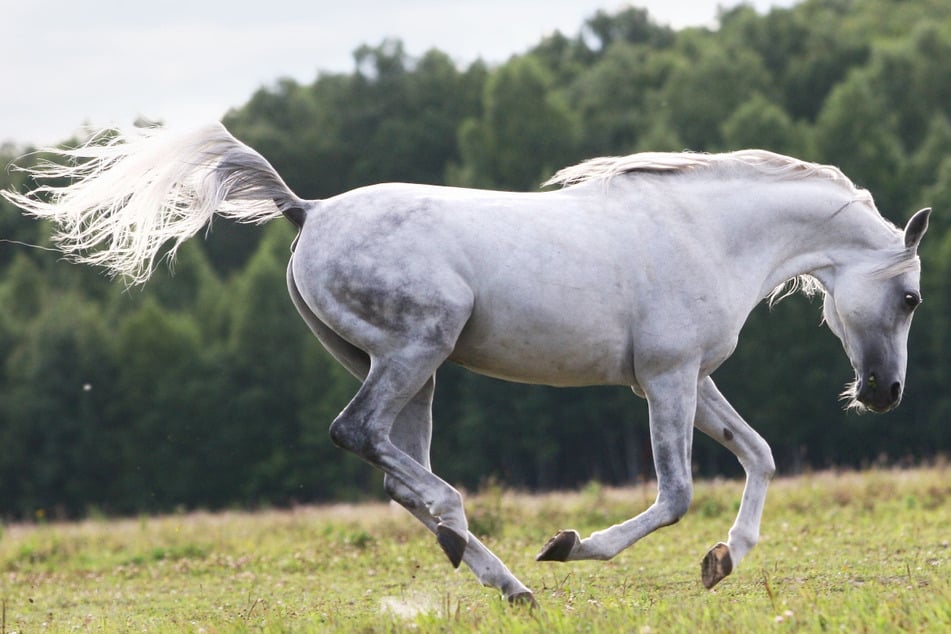 Ein ausgebüxtes Pferd hielt die Polizei an der A7 bei Illertissen auf Trab. (Symbolbild)