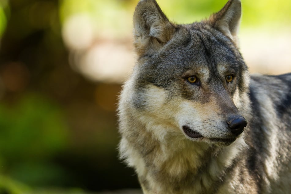 Wegen schwerer Verletzungen: Wolf in Ostsachsen musste eingeschläfert werden