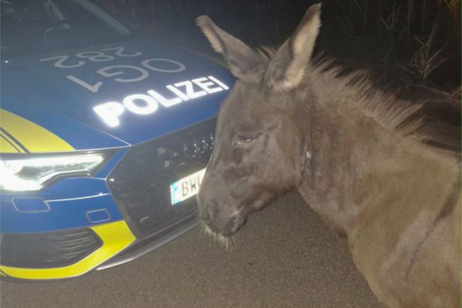 Esel "Emil" konnte mittels Polizei an seinen Halter übergeben werden.