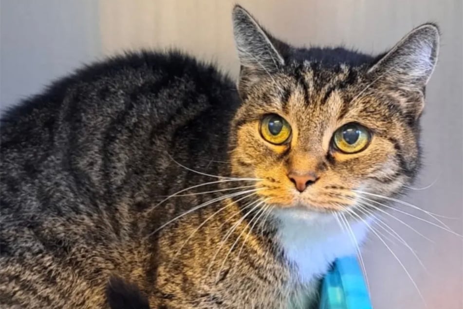 Püppi puede vivir en el apartamento, pero quiere estar con personas que reconozcan sus necesidades.