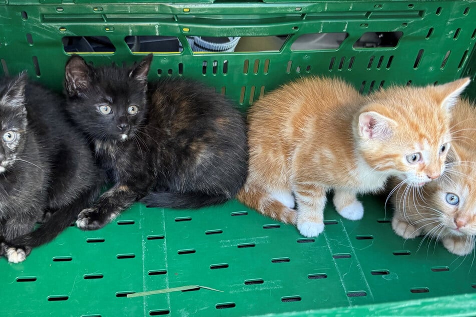 Vier kleine, tapsige Katzen wurden gefunden.