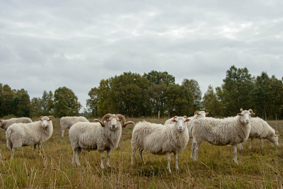 Mehr als 500 Schafe starben durch das schwere Gewitter am 9. August. 100 davon gehörten Nikolay Levanovs Herde an. (Symbolbild)