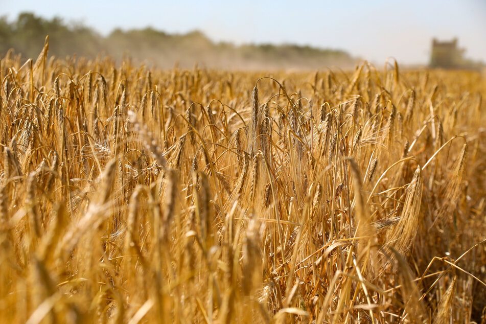 Millionen Tonnen Getreide werden in der Ukraine seit Wochen von Russland blockiert, in Afrika drohen deshalb Hungersnöte.