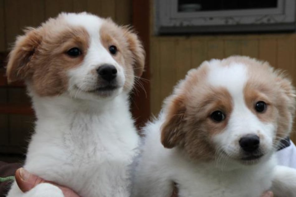 Aus verbotenem Welpenhandel gerettet: Hund Bibi hofft auf ein Happy End