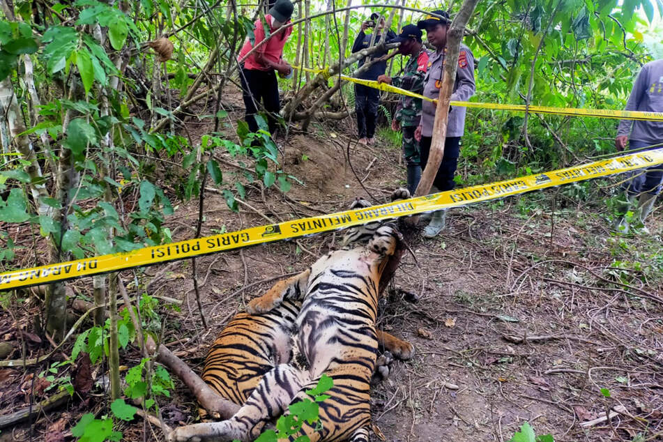 Polizisten sperren den Fundort der getöteten Sumatra-Tiger ab.