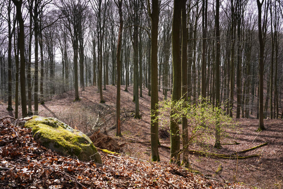 Am Mittwoch gab es in einem Waldstück in Sottrum einen Großeinsatz. Ein Mann war zuvor mit einem Kind in den Wald gegangen und allein zurückgekehrt. (Symbolfoto)