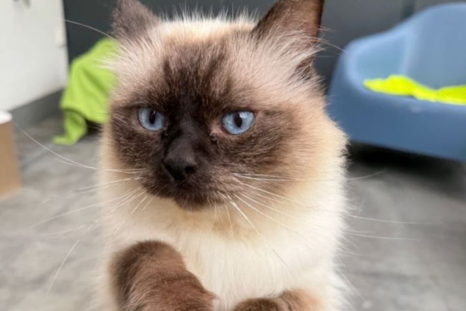 Kater Vampy war mit einer Granne im Harnleiter in eine Tierklinik gekommen.