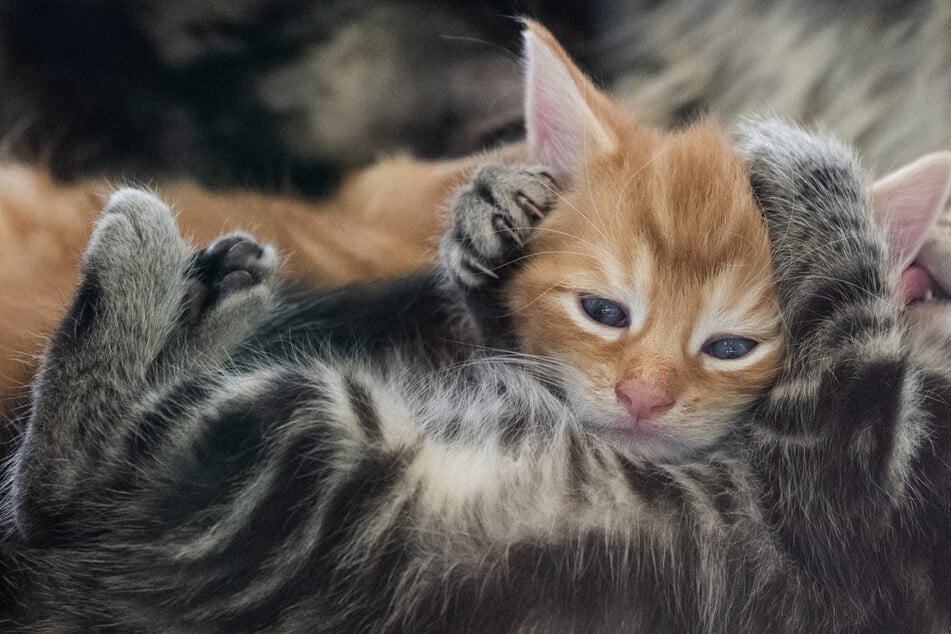 Köln: Bürokratie-Chaos bringt Tierretter zur Verzweiflung: "Wissen nicht, ob wir lachen oder weinen sollen!"