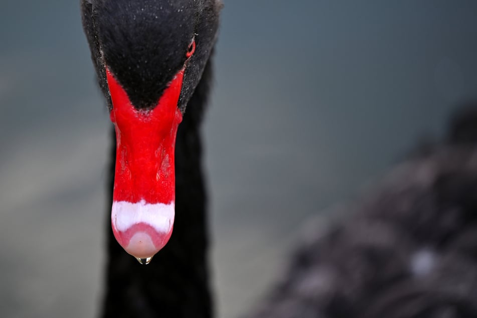 Schwarze Schwäne sind in Großbritannien eine absolute Seltenheit – ursprünglich stammen sie aus Australien. (Symbolbild)