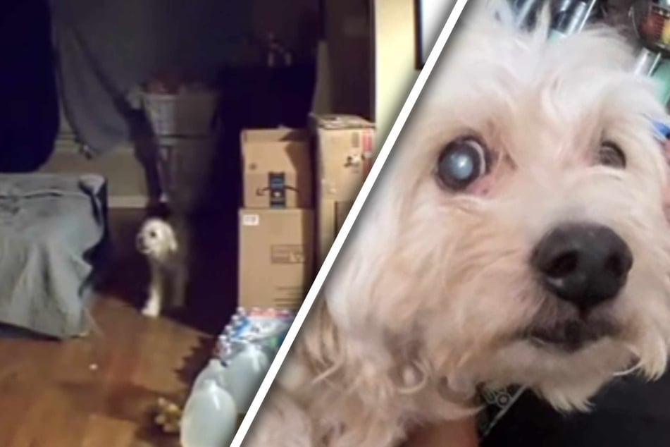 Als Frau dank Tierkamera sieht, was ihr Hund zu Hause erstmals tut, bricht ihr das Herz