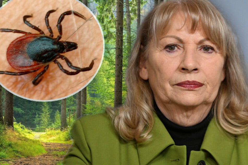 Zecken-Alarm in Sachsen: Hier werden die meisten Borreliose-Fälle gemeldet