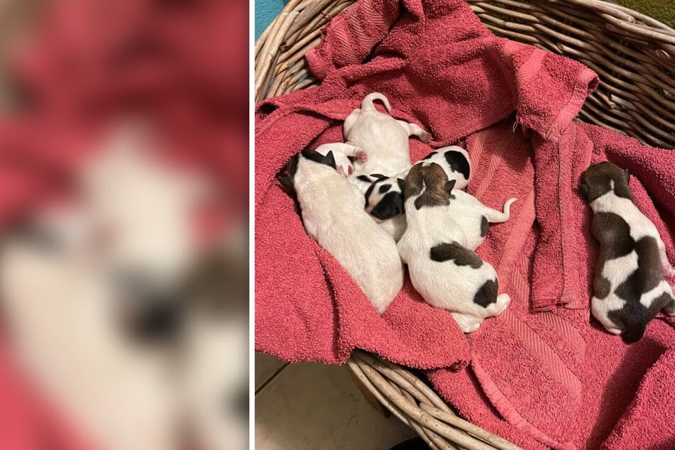 Neugeborene Hunde-Babys ausgesetzt! Wer hat etwas gesehen?