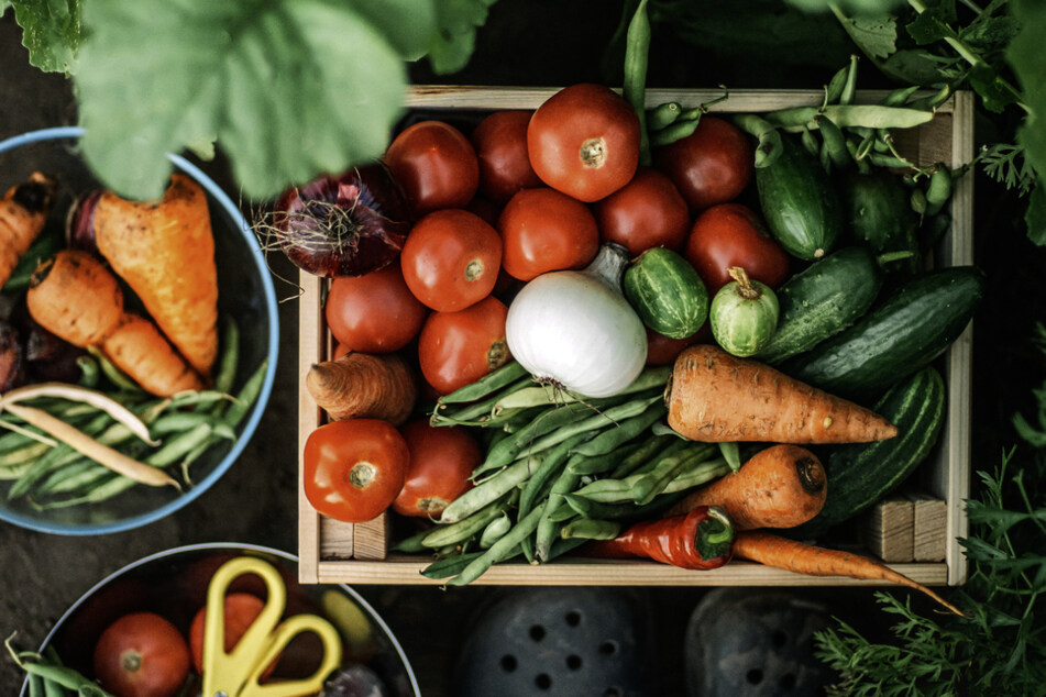 Viele Gemüsezüchtungen sind heute hitzeresistent.