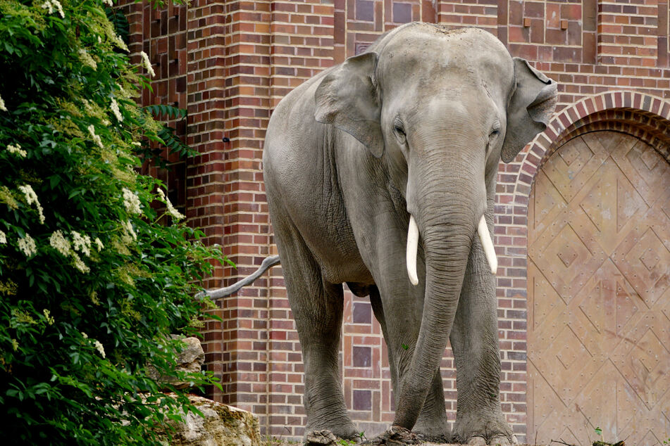 Die traurige Geschichte der Leipziger Elefantenzucht: Kann Voi Nam (20) den Fluch brechen?