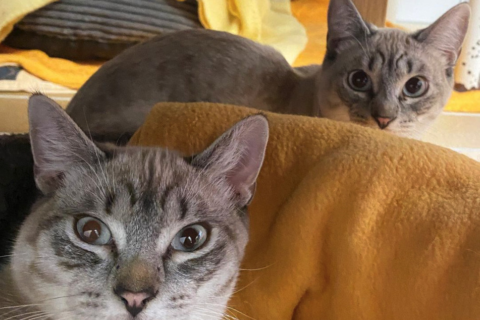 Spanische Kätzchen unvermittelbar? Ihre Krankheit schreckt Katzen-Liebhaber ab