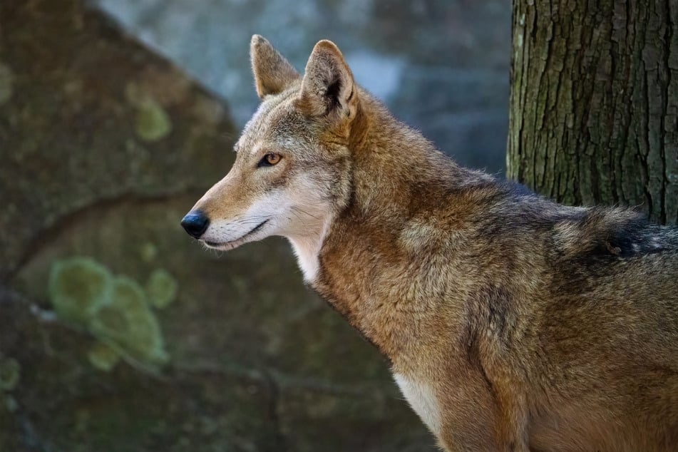 Red wolves are on the brink of extinction, with less than 20 adults left in the wild.