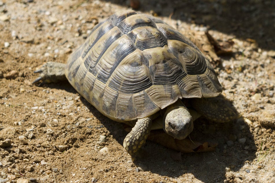 ... sind auch fünf Griechische Landschildkröten ...